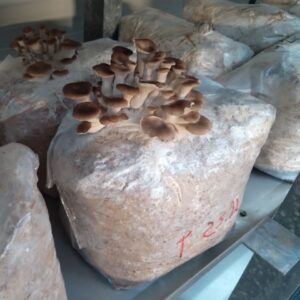 Pleurotus pulmonarius erste Ernte