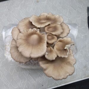 Lungenseitling Ppul-003 erste Ernte