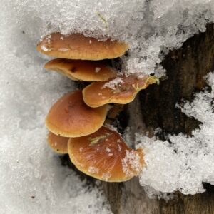 Samtfussrübling Pilze im Wachstum auf pilzholz