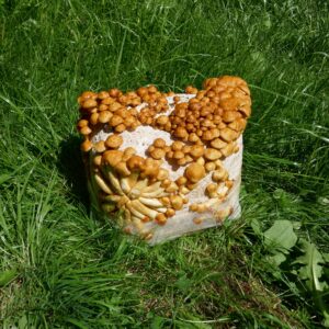 Nameko gewachsen auf Substrat