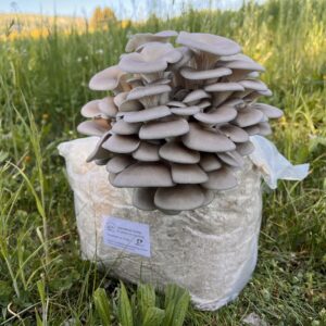 Taubenblauer Seitling gewachsen auf Substrat