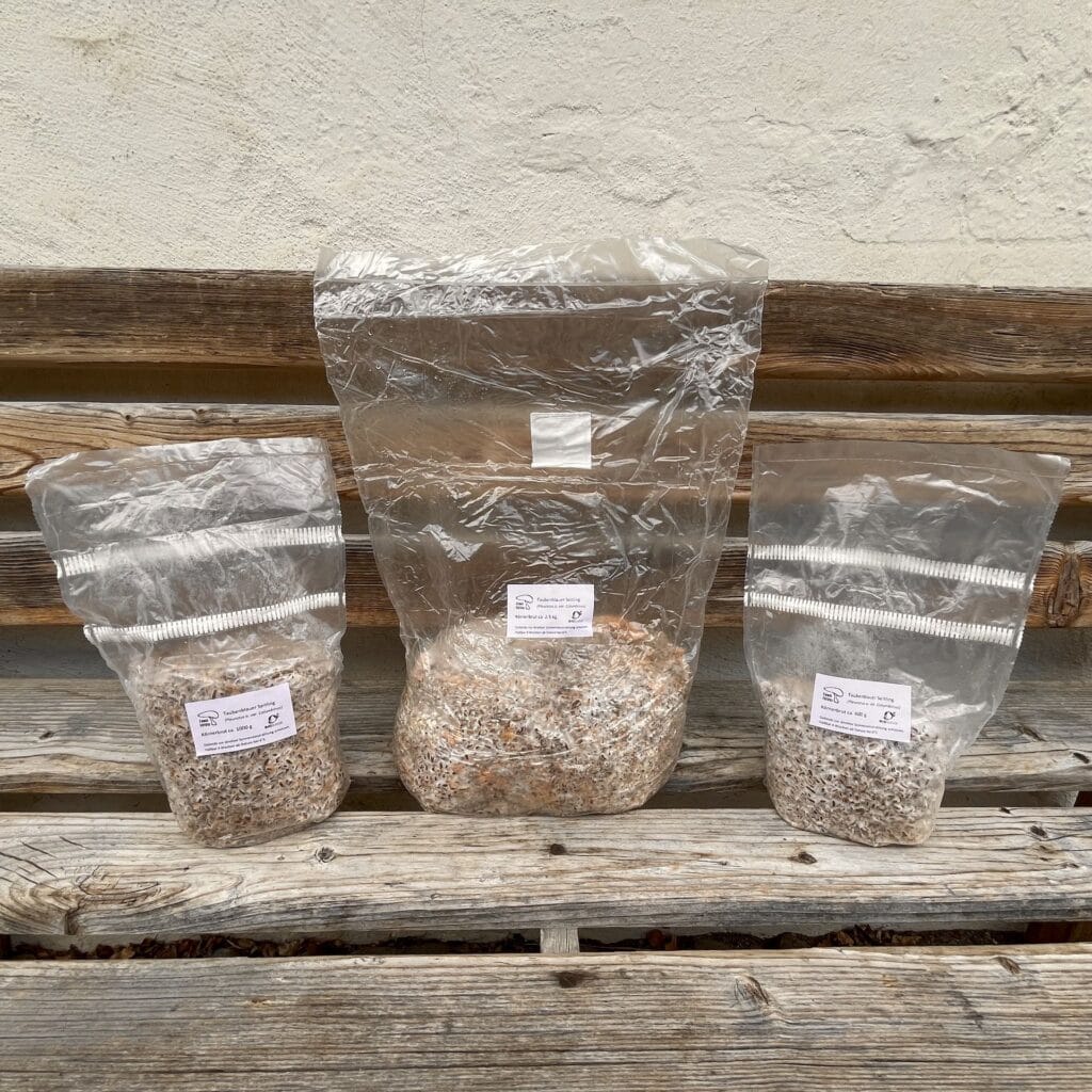 Pilzbrut für Pilzzucht