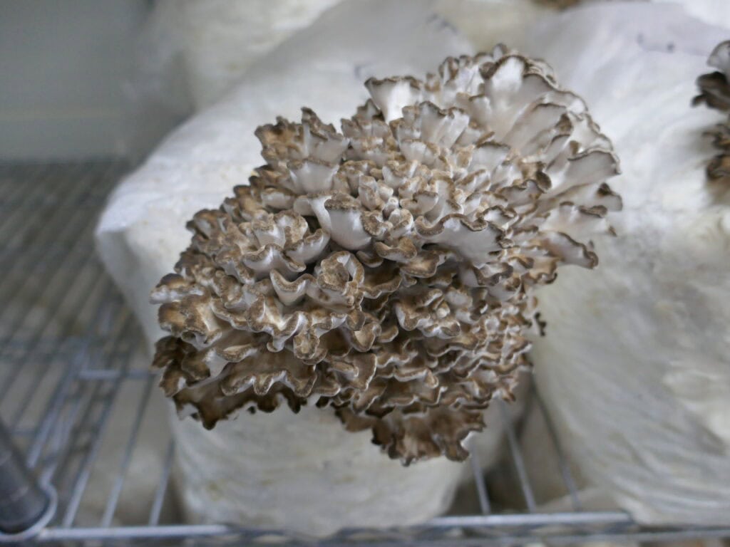 Maitake Fruchtung