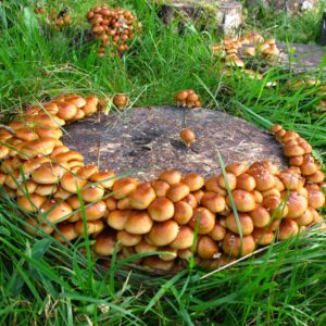Nameko wächst auf pilzholz