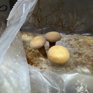 Stockschwämmchen Pilzzucht
